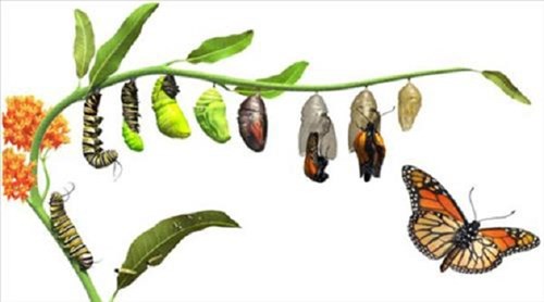 LQVH: Truyện   Sâu con và bướm 